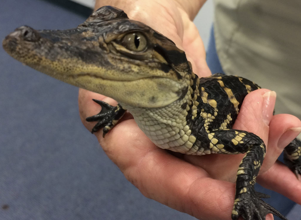 Free Brazos Bend State Park Alligator Program Coming to Cinco Ranch Branch Library in Katy