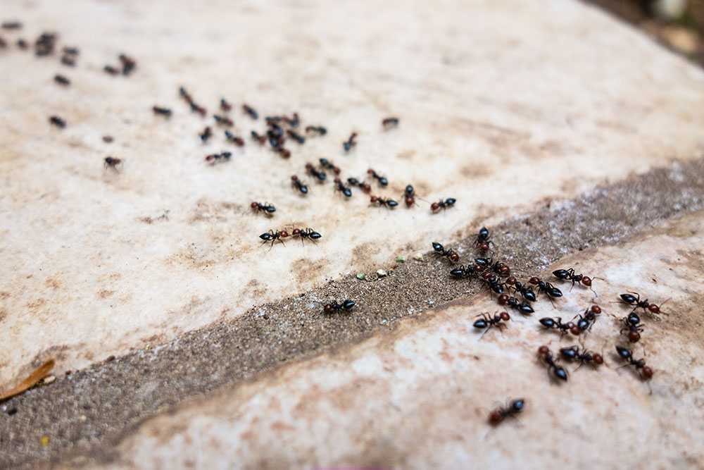 Why Are There So Many Ants in Aberdeen Green Right Now? What Residents Need to Know About Fire Ants, Lawn Ants, and Yard Safety