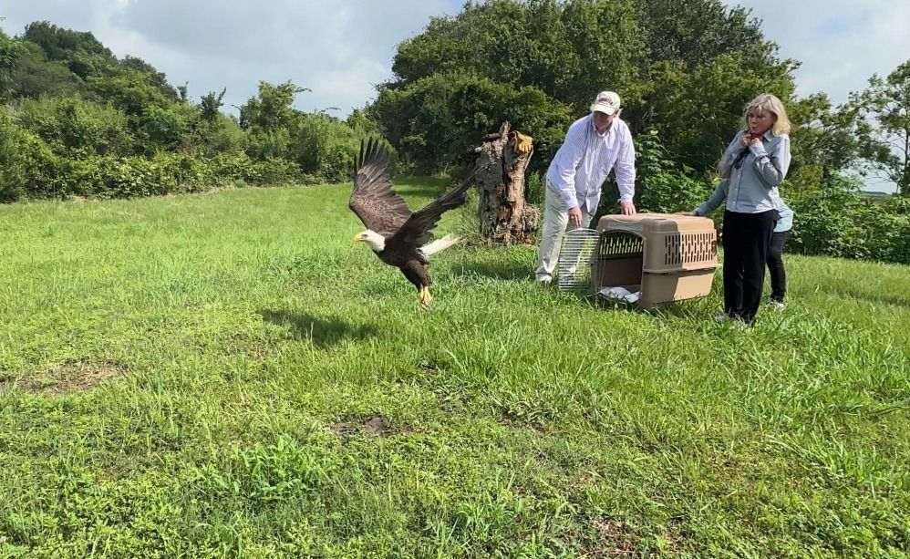 Rehabilitated Bald Eagle Returns to the Wild After Months of Care at Houston SPCA Wildlife Center