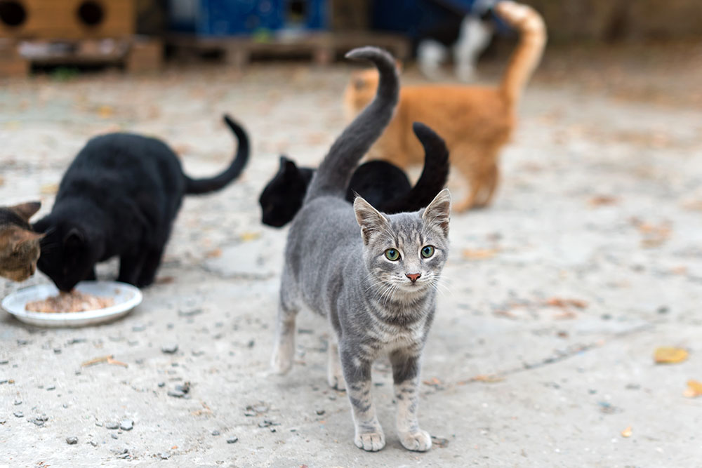 Roaming Cats, Neighborhood Concerns and Solutions: What Yorktown Colony Residents Should Know