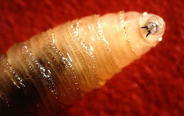 New World Screwworm Confirmed in Medina County: What Livestock Owners, Pet Owners and Residents Need to Know