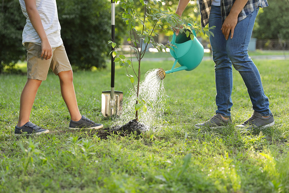 Fort Bend County Master Gardeners Share Essential Summer Tree Watering Tips for Fulshear Homeowners