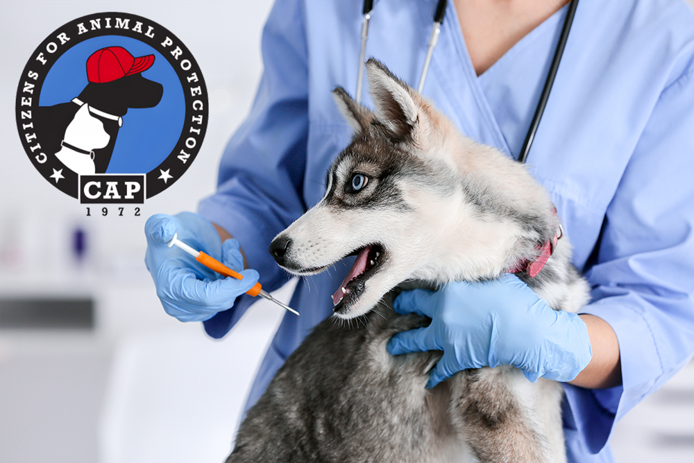 Free Pet Microchipping Event at CAP Offers Peace of Mind for Katy Communicator Residents Ahead of July 4th