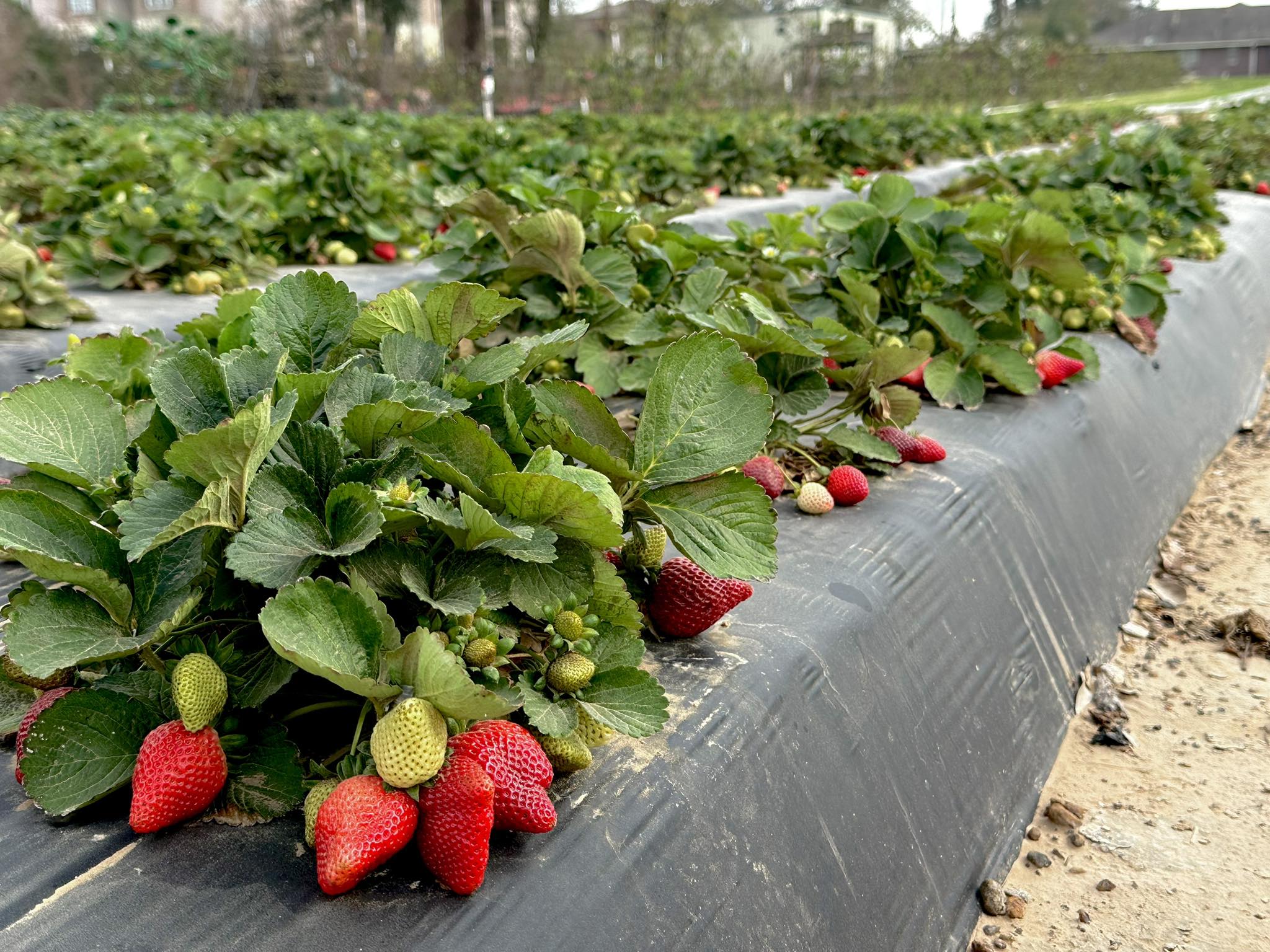 Strawberry Picking and Tulips in Bloom: Why Now Is the Perfect Time to Visit Atkinson Farms in Tomball