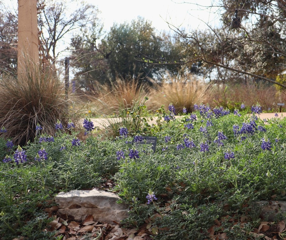 Texas Wildflower Forecast 2026: What to Expect This Spring and How to Experience It at the Lady Bird Johnson Wildflower Center