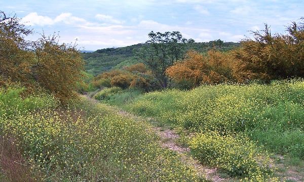 Castroville Regional Park Trails: Exploring Hiking, Nature, and Hill Country Views in Castroville