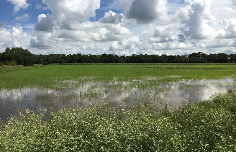 Coastal Prairie Conservancy Protects 221 Acres at Three Oaks Farm, Expanding Katy Prairie Preserve Near Houston
