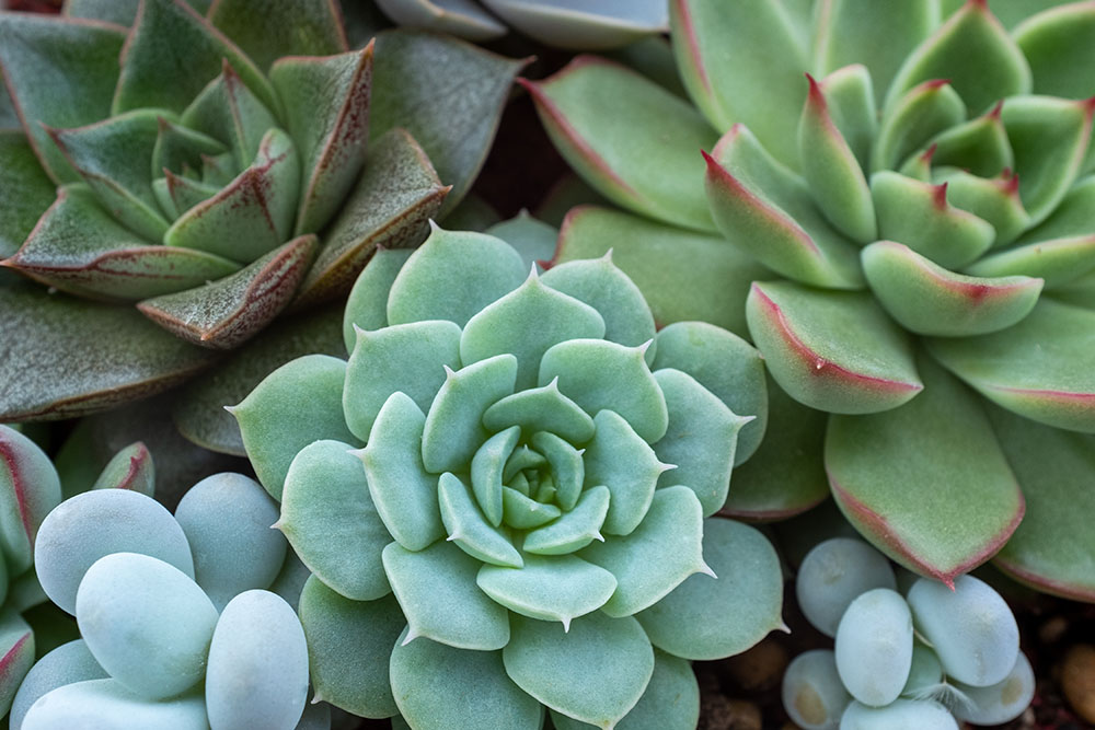 Hearthstone Neighbors Invited to 'A Day at the Park' for Succulent Planting and BBQ on March 15