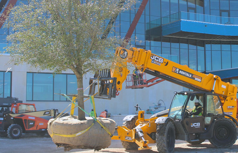 SEO Title: Williamson County Administration Building Adds Live Oak Trees from President George W. Bush’s Tree Farm in Georgetown