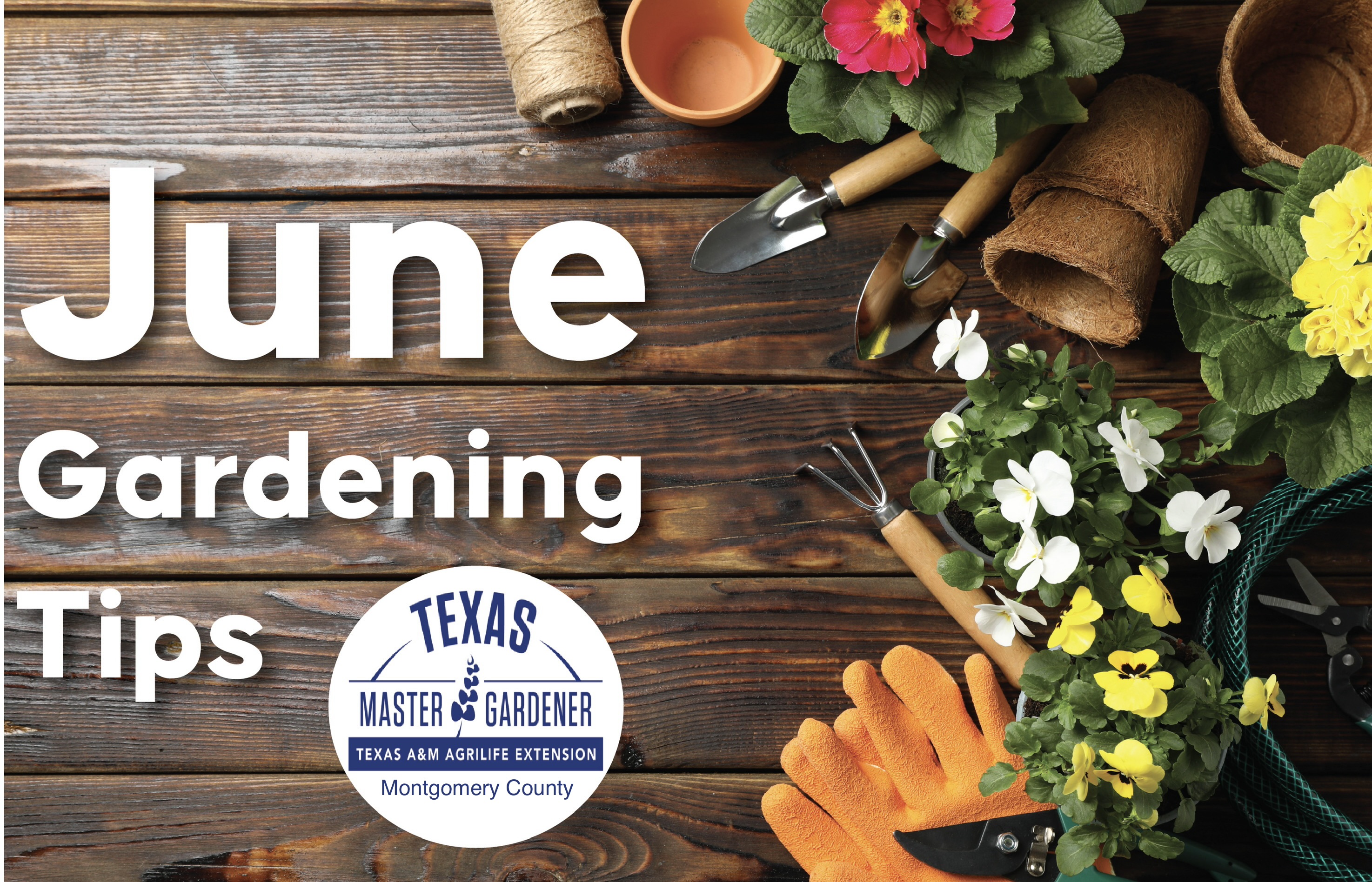 June Gardening Tips for Montgomery County: Master Gardeners Share Smart Ways to Beat the Texas Heat
