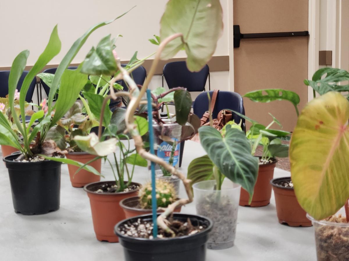 Fort Bend County Gardening Events Bring Plant Swaps, Native Plant Workshops and Expert Tips to Local Libraries This June