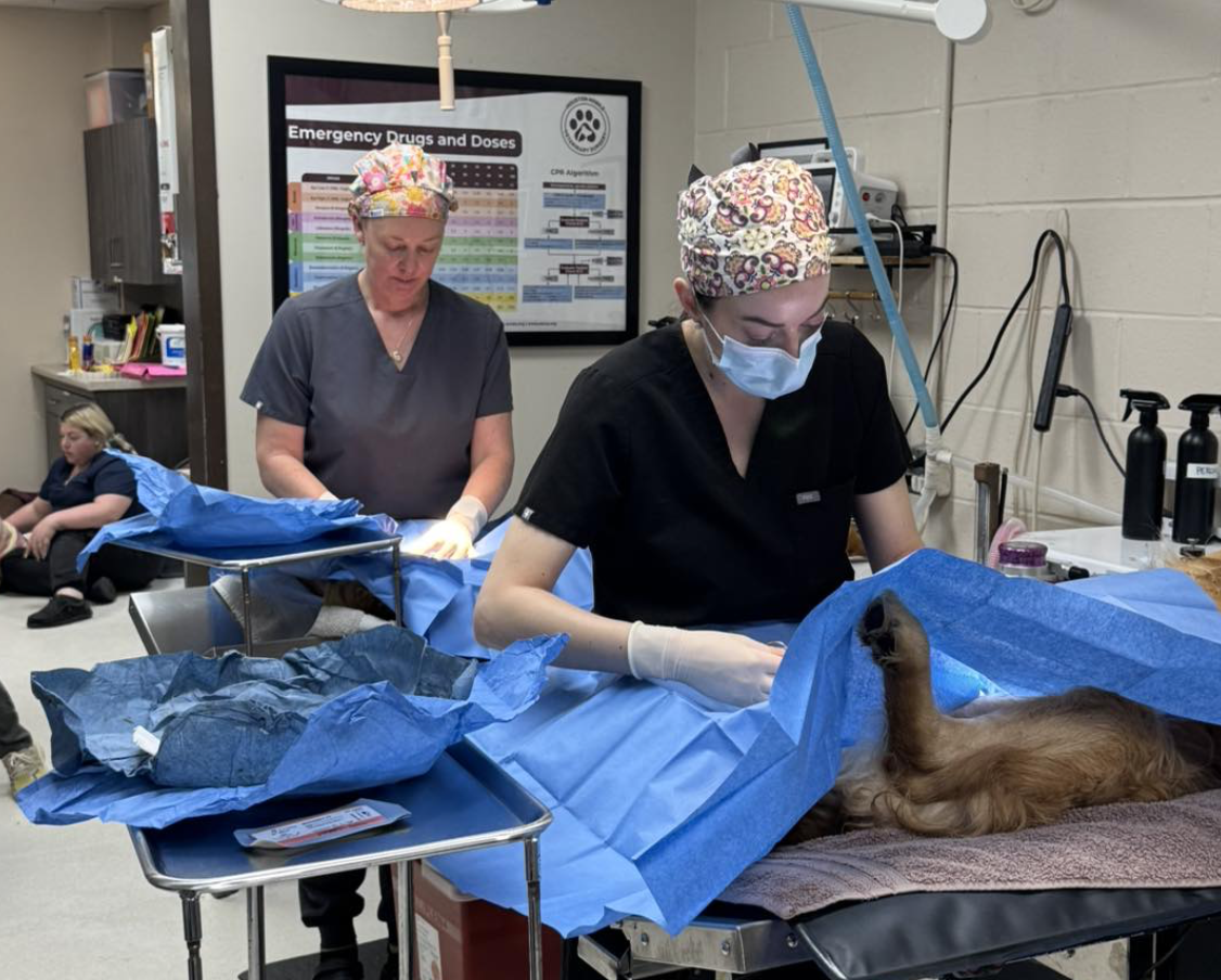 Montgomery County Animal Services Expands Lifesaving Efforts With Free Adoptions and Community Spay/Neuter Initiative in Conroe