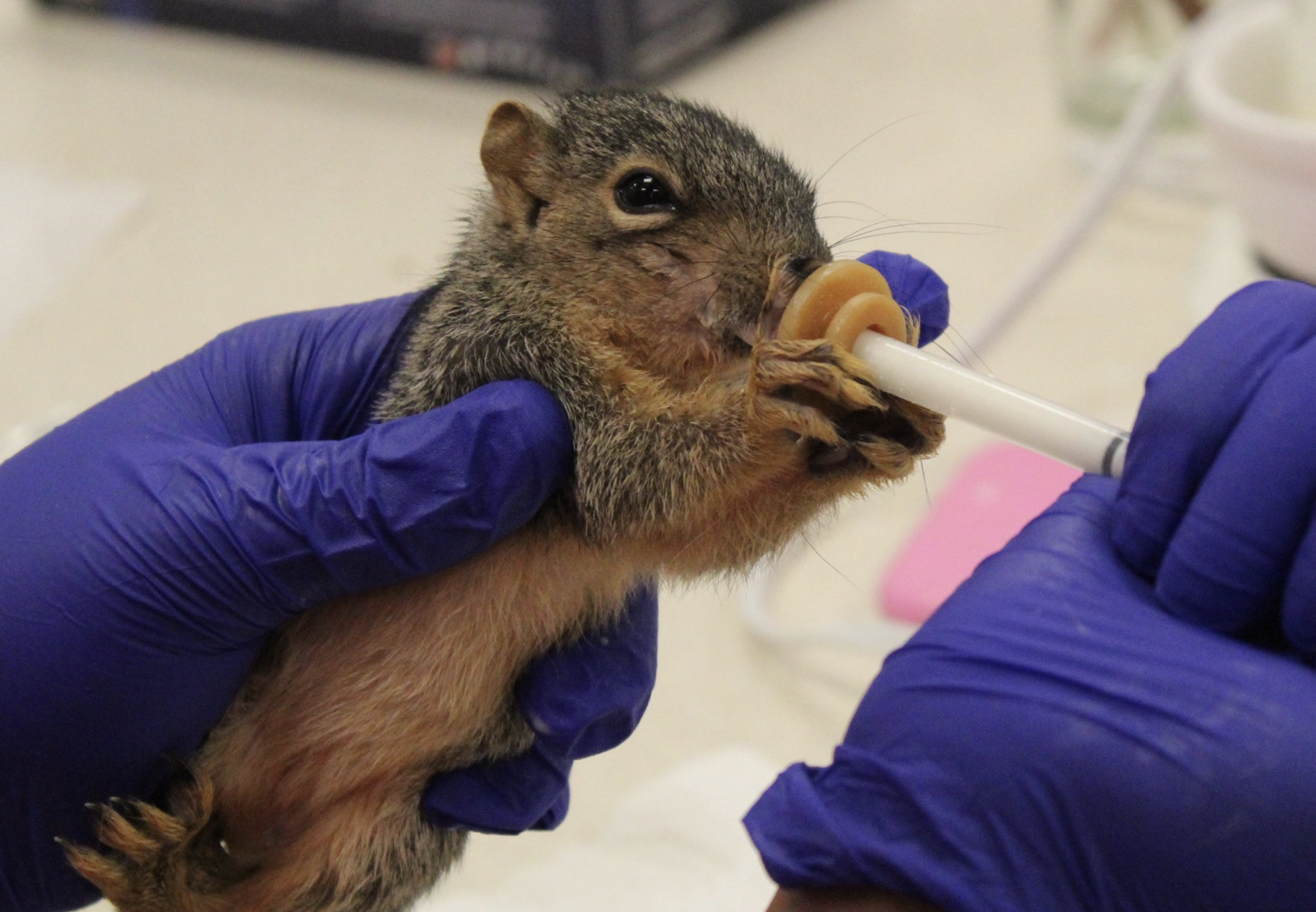 What West Memorial Residents Should Do If They Find Injured or Orphaned Wildlife Nearby