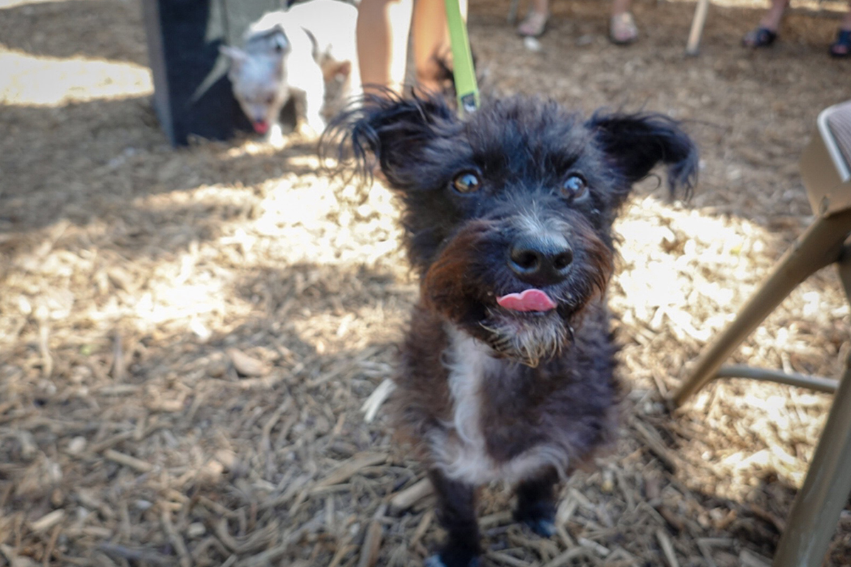 New Dog Park Opens in Concepción Park, Expands Green Space and Family Amenities on San Antonio’s South Side