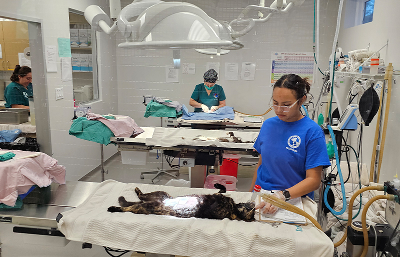 West Houston's Feral Cat Initiative Highlights Power of Community-Led Animal Welfare