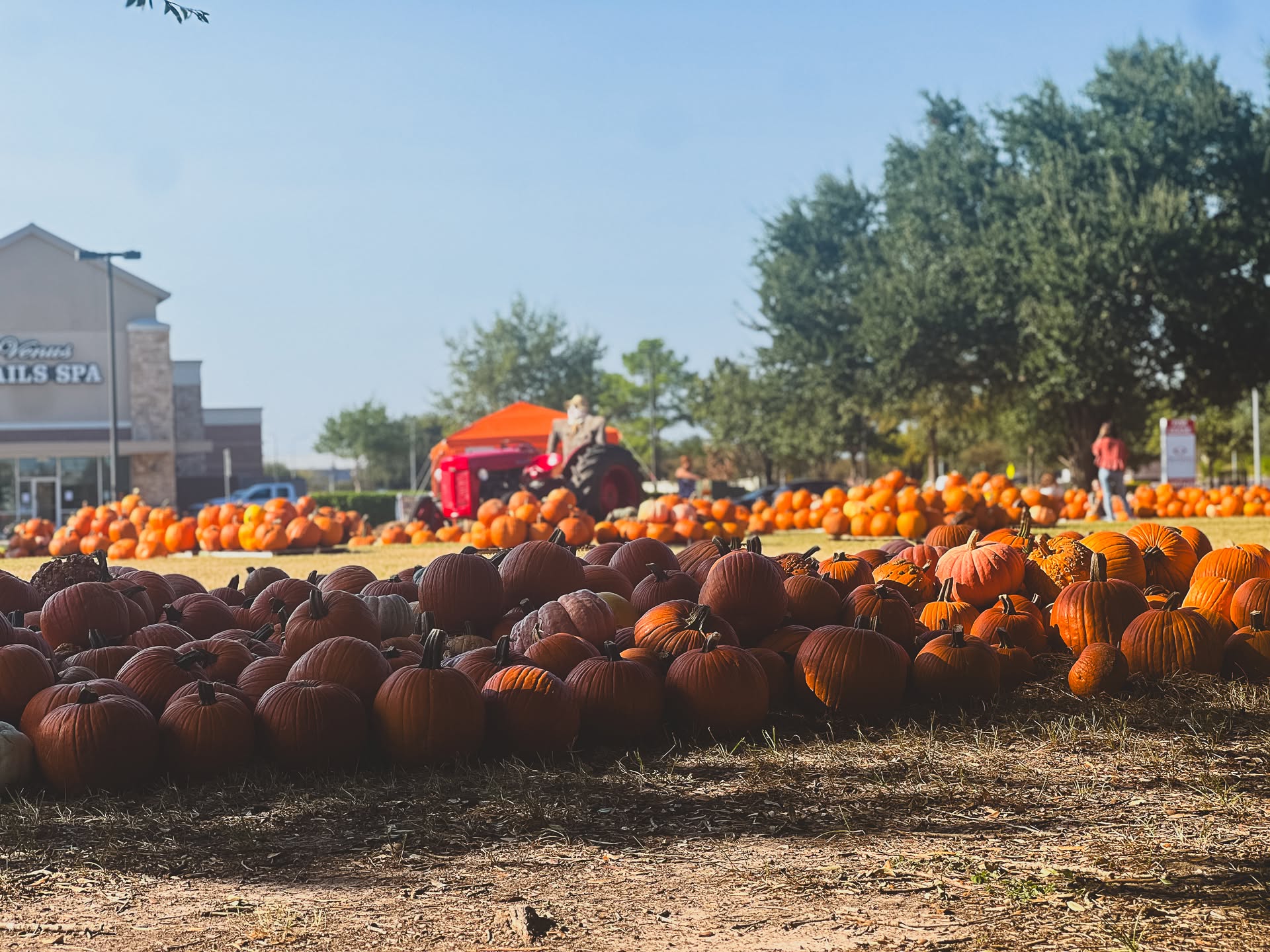 Good Shepherd Church Pumpkin Patch Returns to Cypress Near Villages of Cypress Lakes With Free Family Fun and a Community Mission