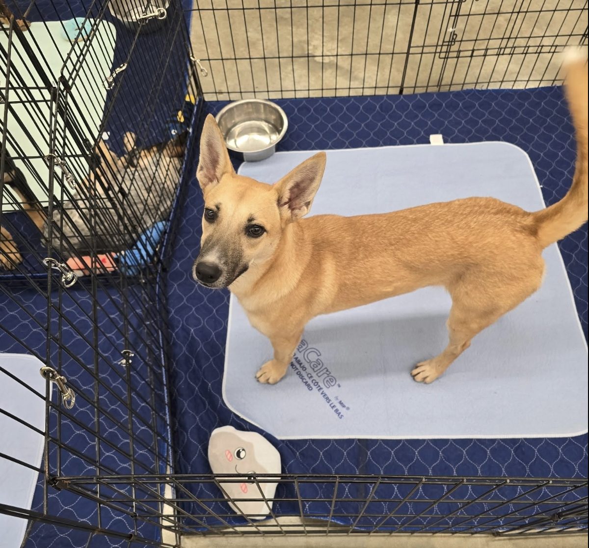 Special Pals Brings Dogs and Cats Looking for Homes to Willowbrook Mall October 10