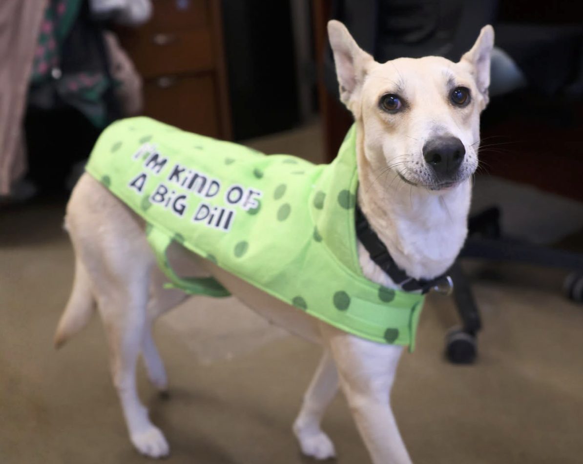San Antonio Animal Care Services Hopes to Find Homes for 31 Shelter Dogs at Free Halloween Adoption Event in Stone Oak