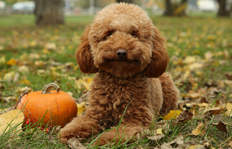 How to Prepare Your Lawn for Winter in Cypress North: Expert Tips from Texas A&M AgriLife
