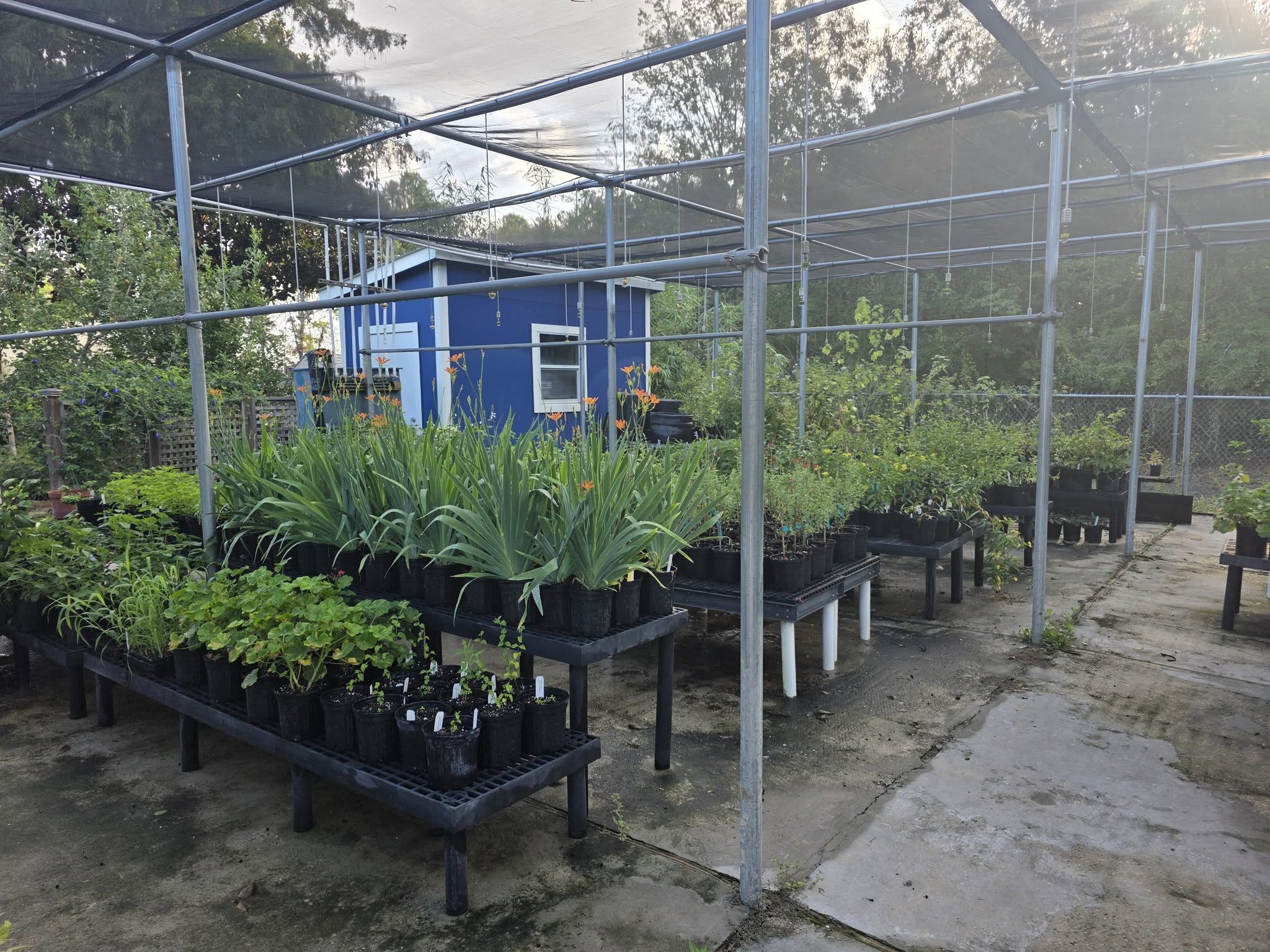 Granger Pines Gardeners Can Get a Fall Head Start at Montgomery County Master Gardeners Plant Sale