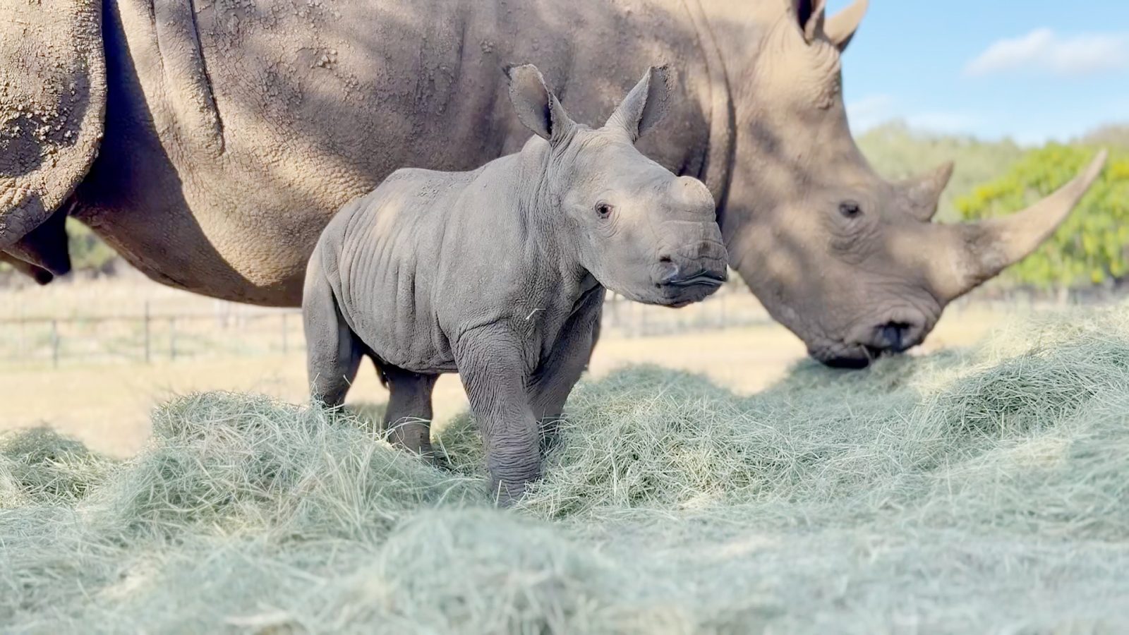 Natural Bridge Wildlife Ranch Celebrates Third Southern White Rhino Calf in Three Years
