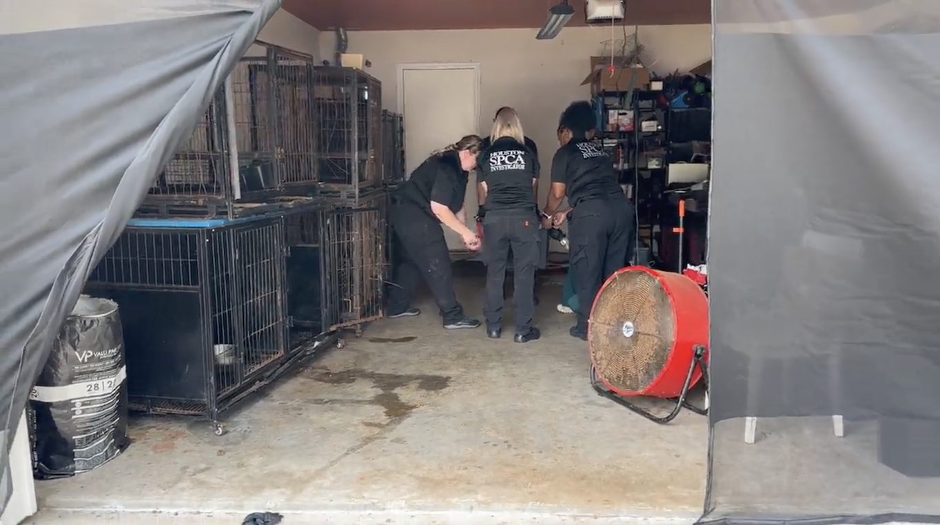 19 Animals Rescued From Sweltering Cypress Garage as Houston SPCA Warns of Extreme Heat Dangers
