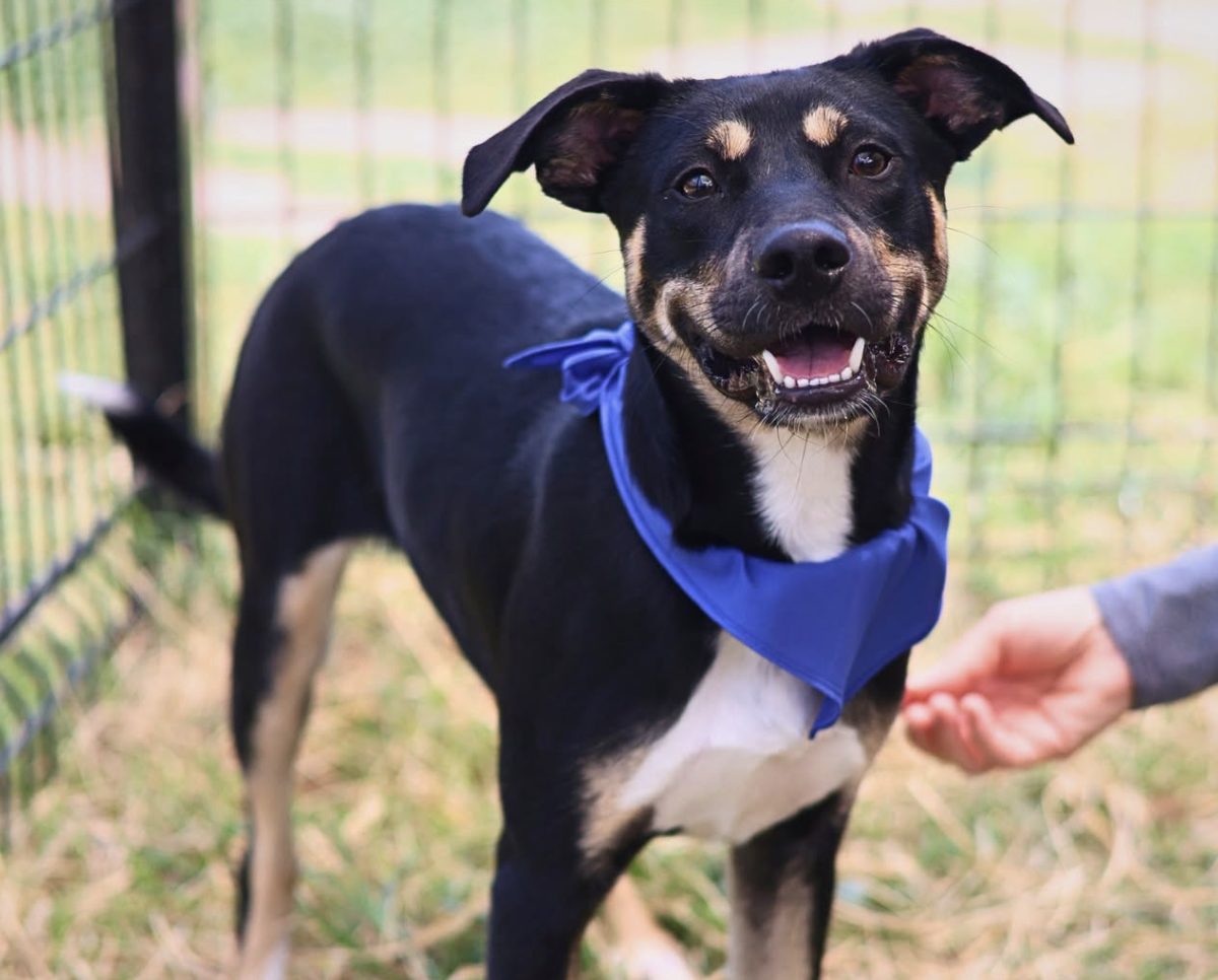 San Antonio Animal Care Services Offers $25 Pet Adoptions for Labor Day Weekend