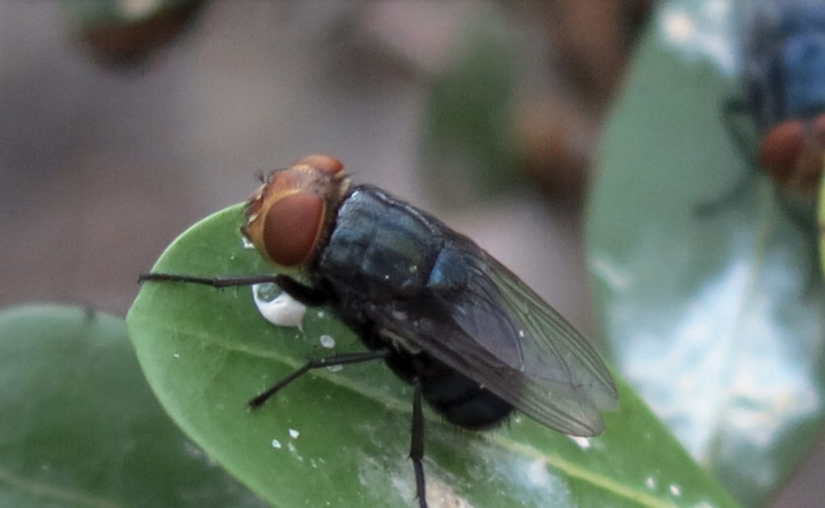 Medina County New World Screwworm Restrictions Lifted After Weeks of Surveillance and Eradication Work