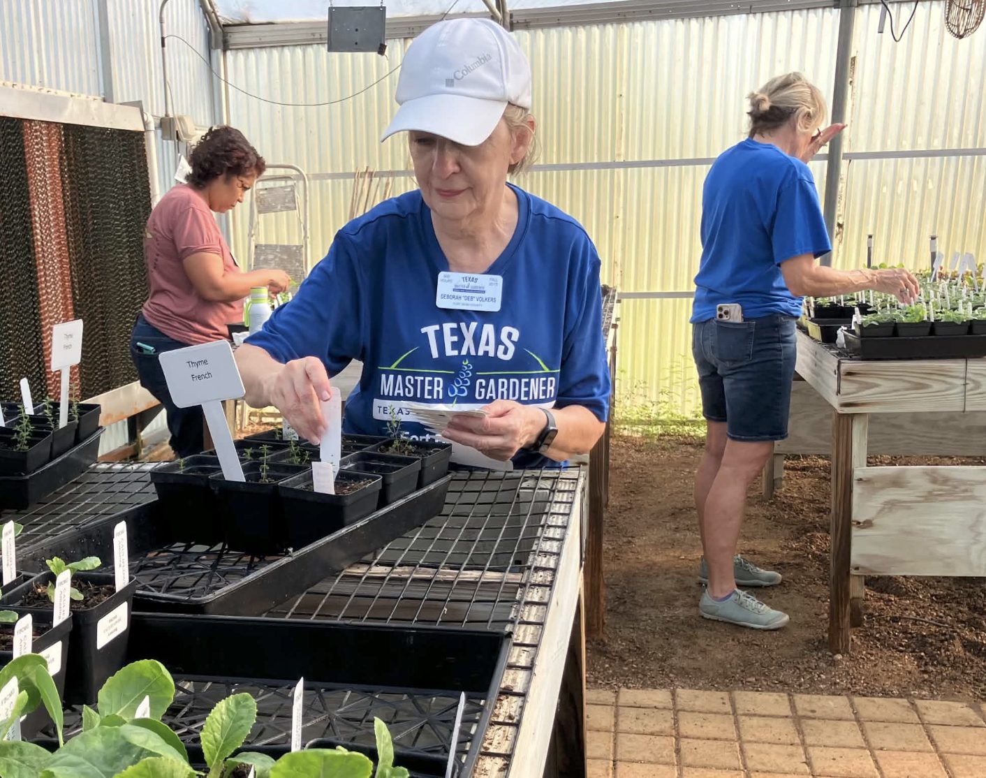 Fort Bend County Master Gardeners Fall Plant Sale Brings Locally Tested Vegetables and Herbs to Rosenberg