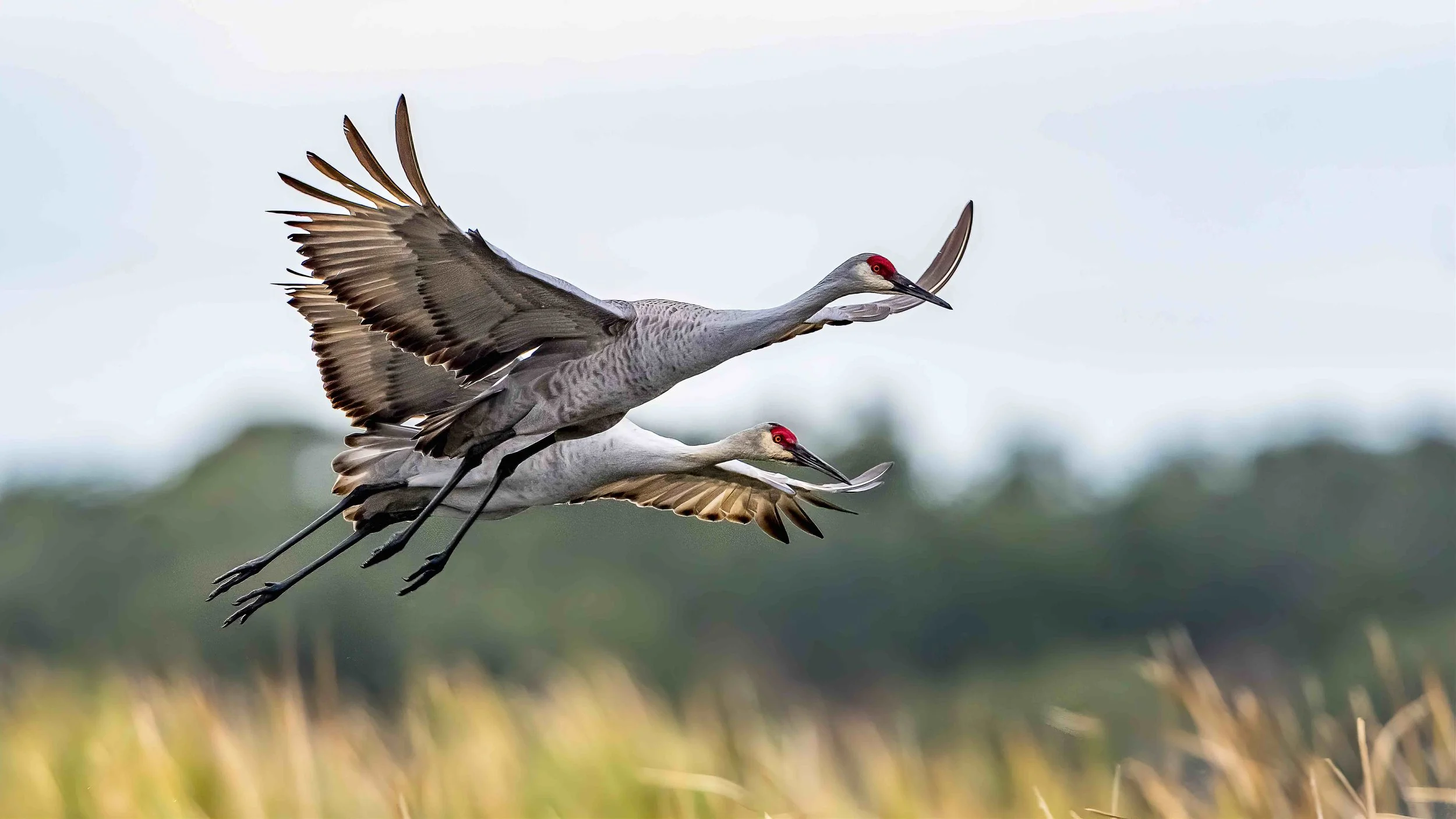Katy Bird Week Celebration Invites Families to Discover the Birds Flying Through Their Own Backyard