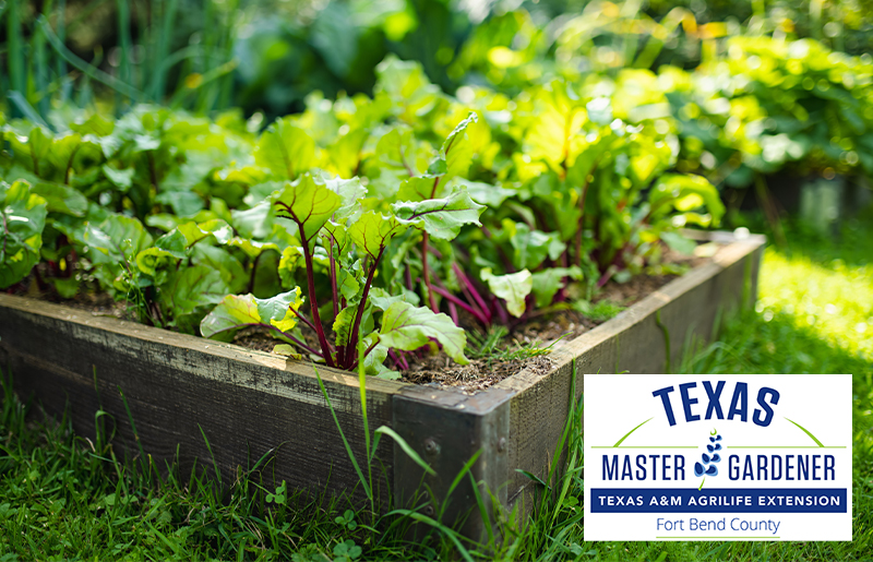 Grow Local, Eat Fresh: Fall Master Gardener Plant Sale Set for Oct. 11 in Rosenberg