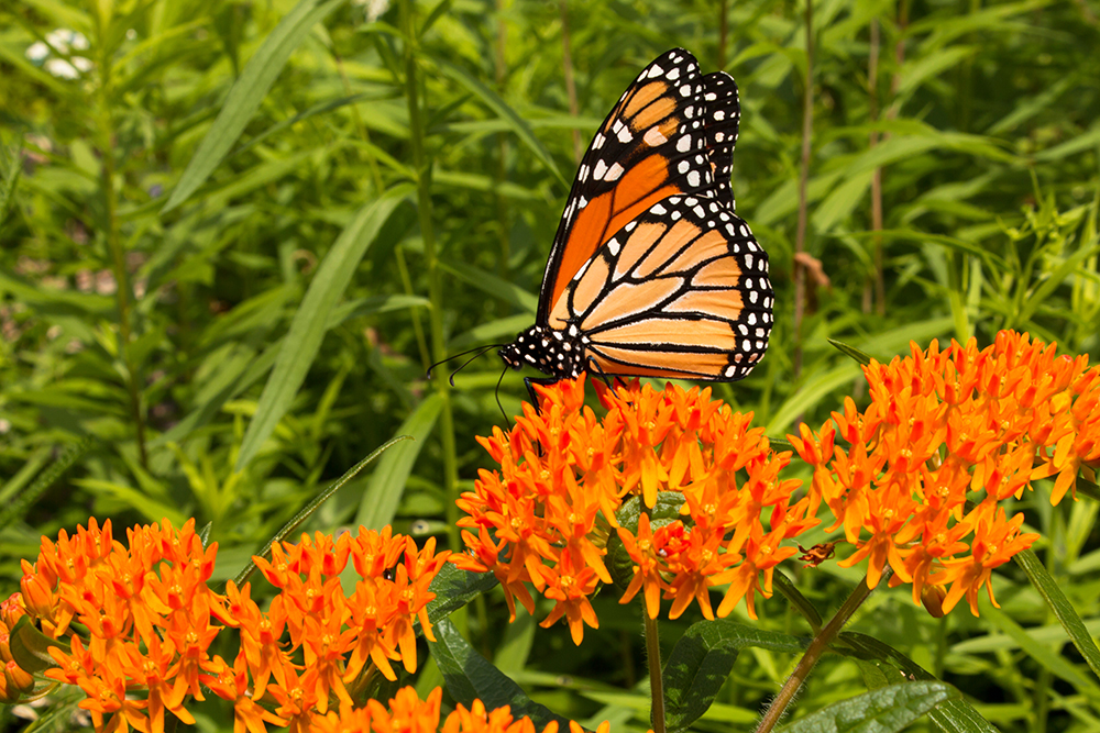 Monarch Butterflies Are Coming to Governors Place: How You Can Support Their Journey Through Houston