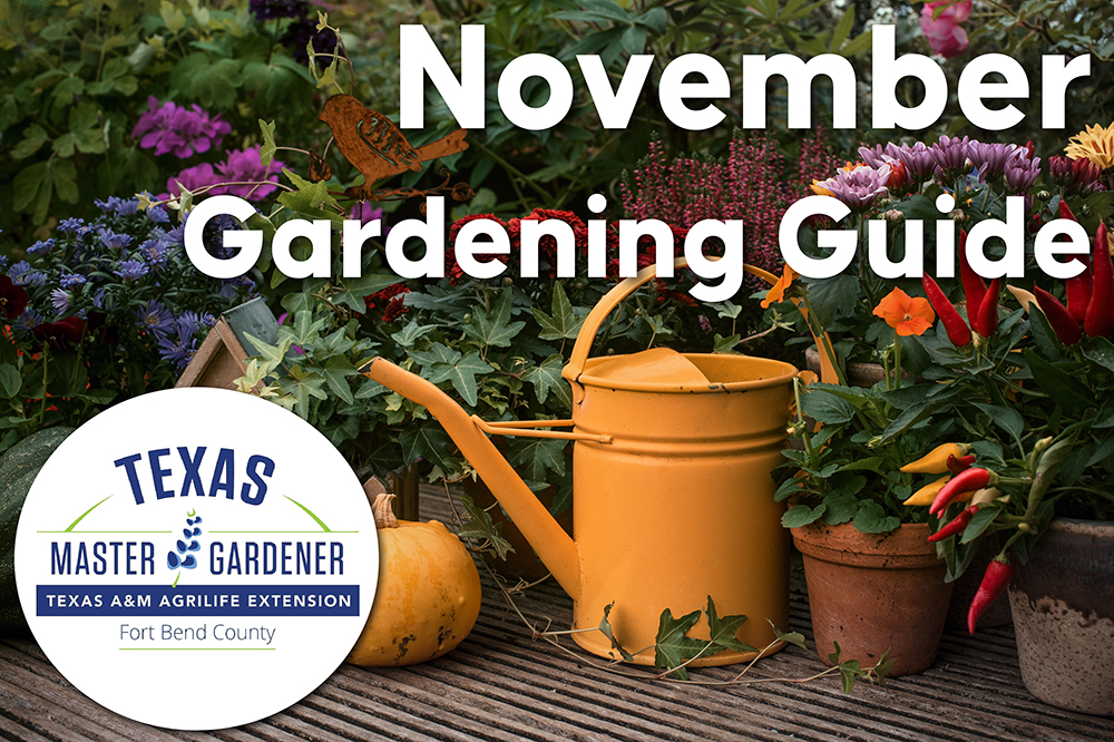 November Gardening Guide for Fort Bend County: Tips from the Master Gardeners