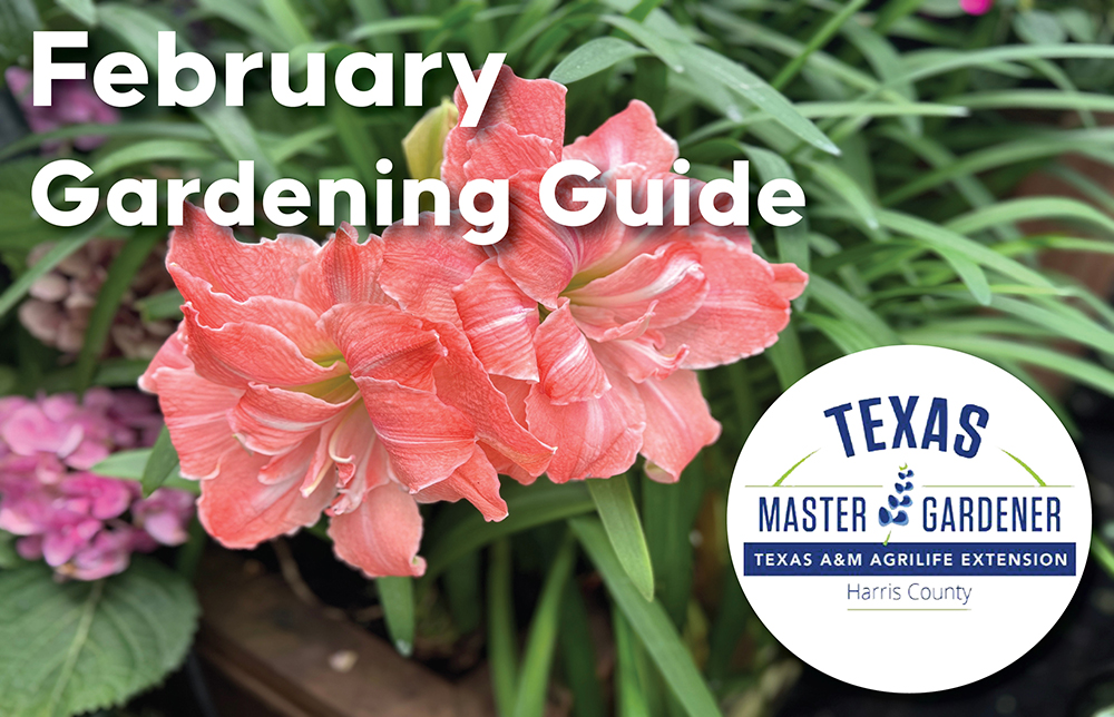 Essential February Gardening Tips After Winter Storm: Expert Advice from Harris County Master Gardeners