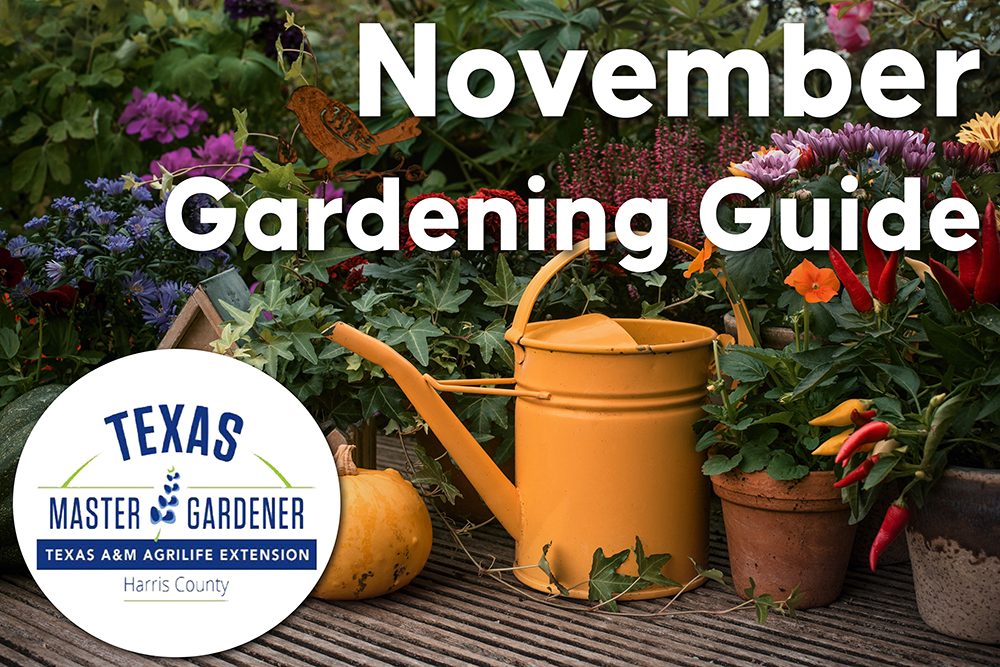 November Gardening Calendar: Seasonal Tips for Harris County from the Master Gardeners