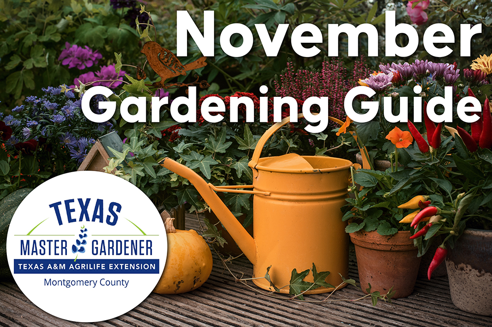 Montgomery County’s November Gardening Guide: Master Gardener Tips for Fall Success