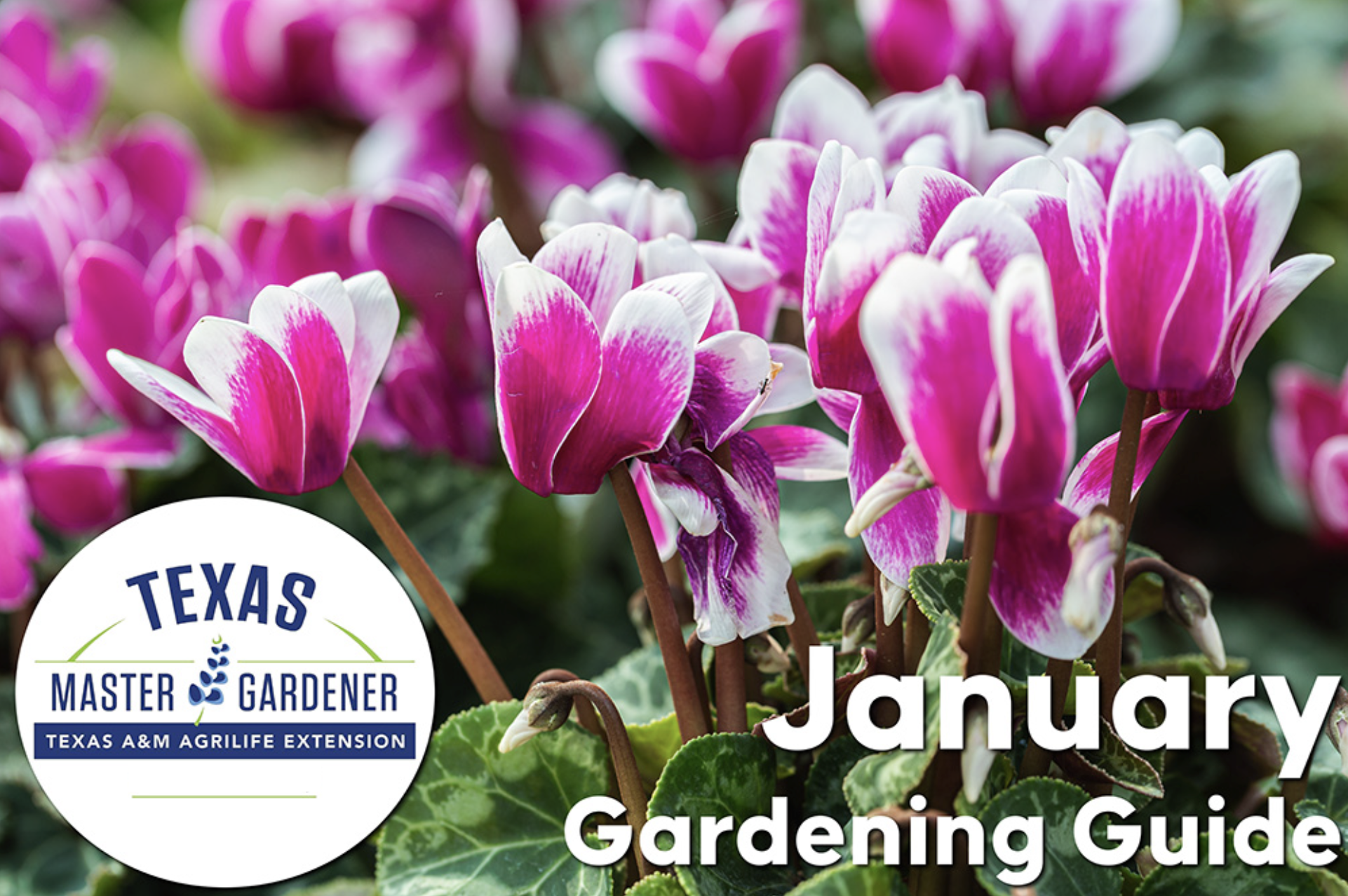 January Gardening Checklist for Central Texas: What Hightop Ridge Residents Need to Know This Month