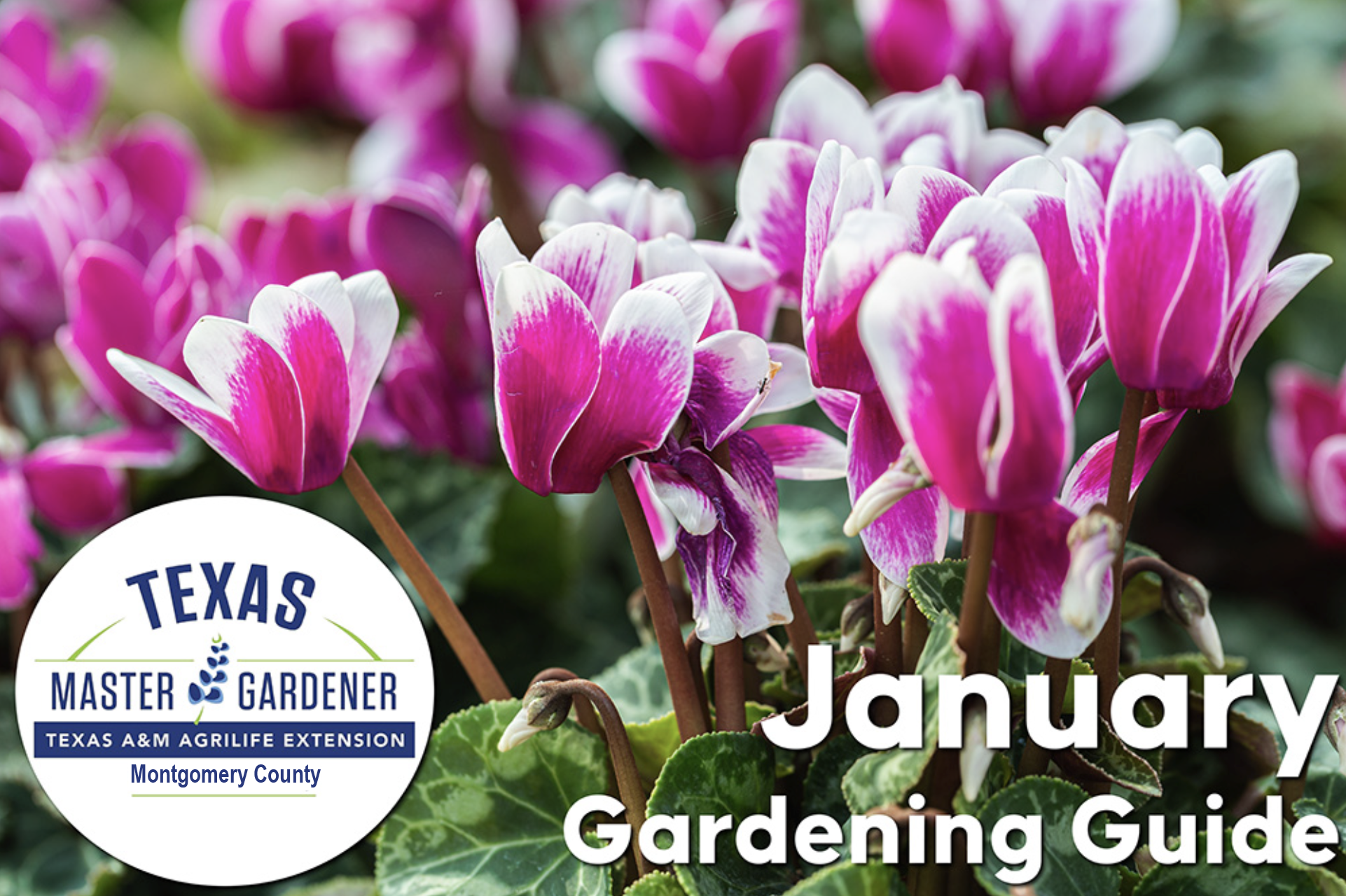 Montgomery County January Gardening Tips: Soil, Seeds, and Sharpening for a Strong Spring