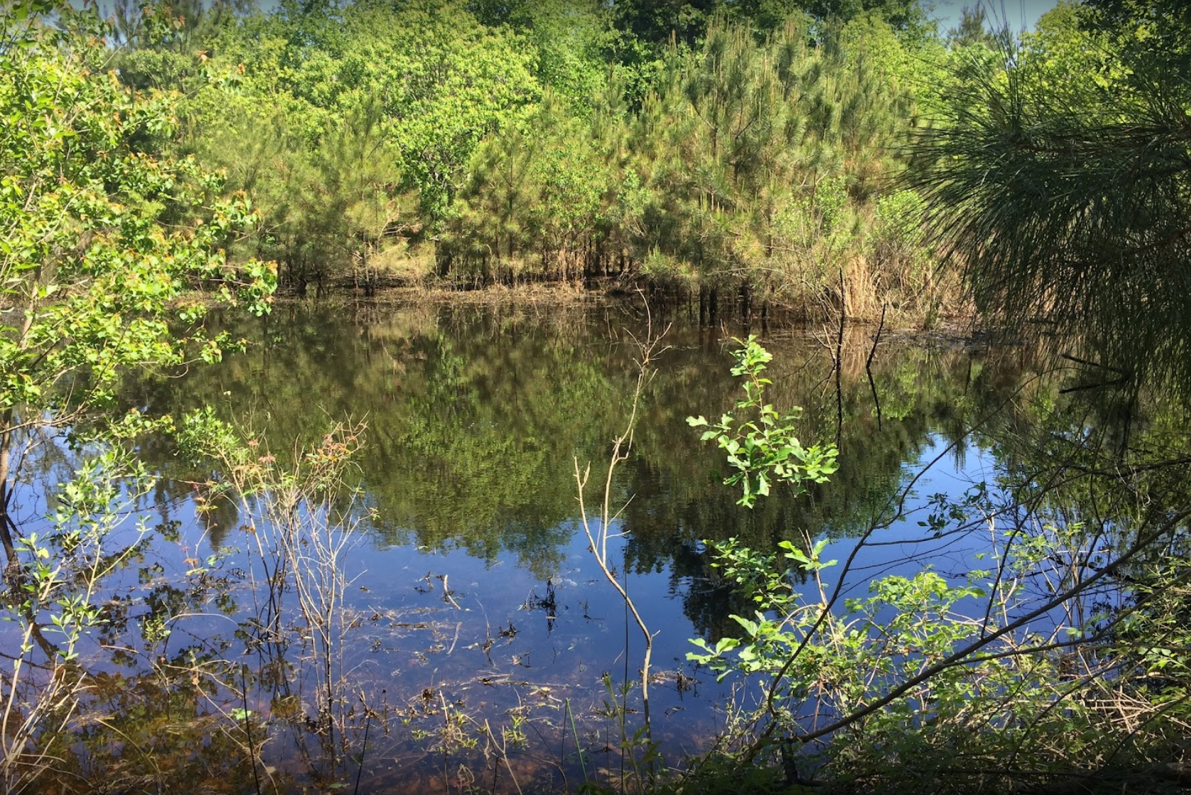 Discover Little Cypress Creek Preserve: Hidden Natural Retreat​ in Cypress Near Tomball